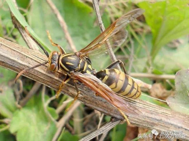 胡蜂、马蜂和黄蜂，到底有什么区别？