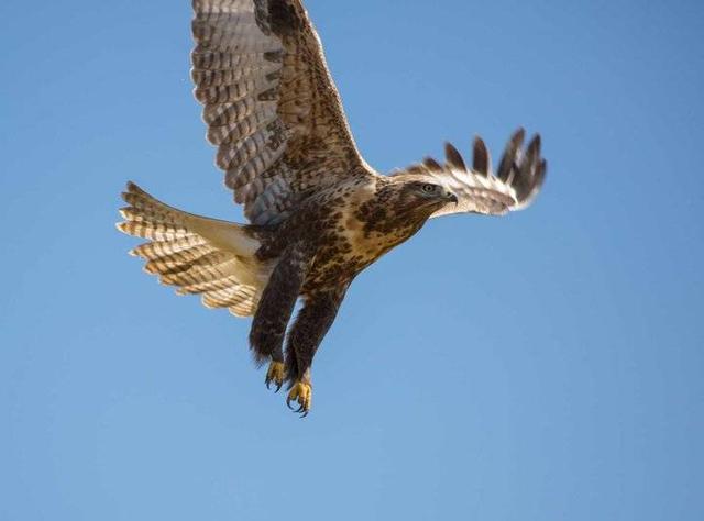 青藏高原野生飞禽——鹰