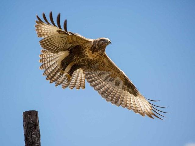 青藏高原野生飞禽——鹰