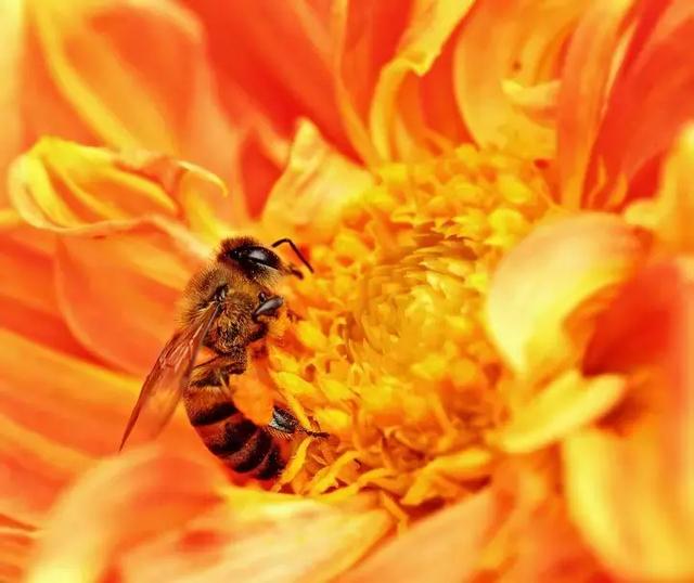 如何区分黄蜂、蜜蜂、马蜂、胡蜂……各种蜂？