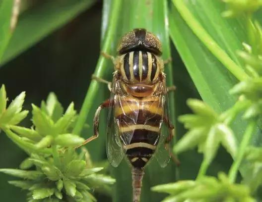 如何区分黄蜂、蜜蜂、马蜂、胡蜂……各种蜂？