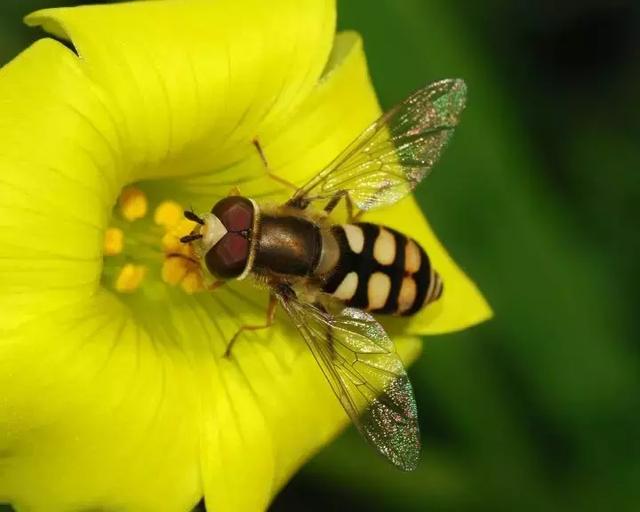 如何区分黄蜂、蜜蜂、马蜂、胡蜂……各种蜂？