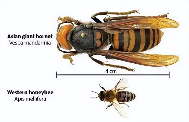 世界上最毒的5种黄蜂，有的天天干架，有的被人挤蜂蜜吃